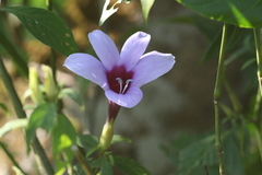 Barleria involucrata var. elata